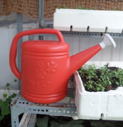 Bình tưới hoa sen